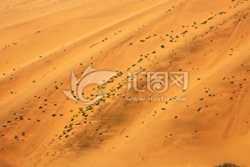 沙漠植物风景