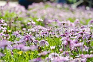 那一片花海