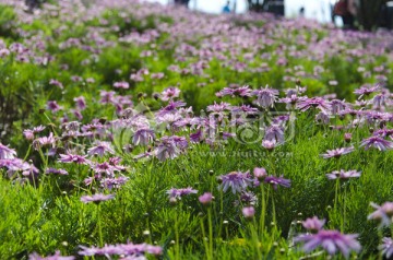 那一片花海