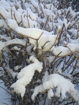 枝头上的雪