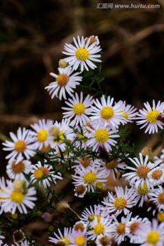 花卉 秋菊 菊花 白色 小菊