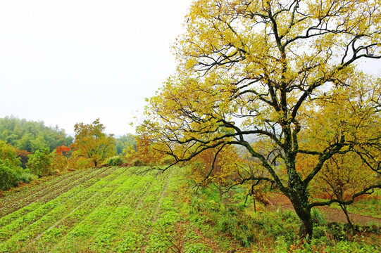 田野大树秋天