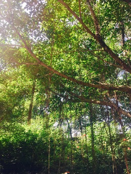 榕树摄影