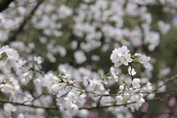 白桃花