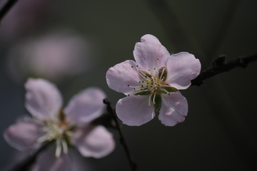 桃花