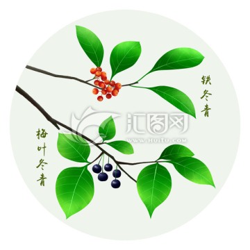 冬青 手繪冬青