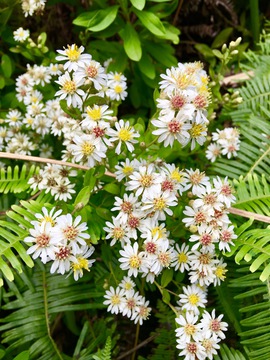 野菊花