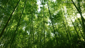 竹林