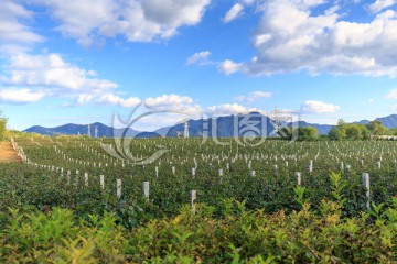 张裕爱斐堡国际酒庄葡萄园