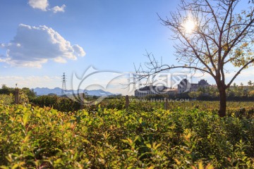 張裕愛斐堡國際酒莊城堡葡萄園