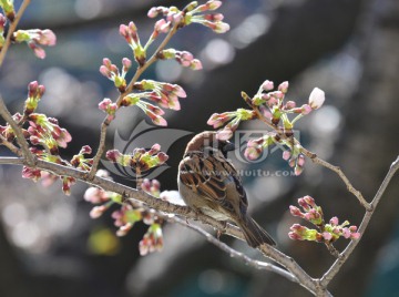 麻雀