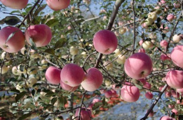 苹果树 红苹果 苹果 红富士