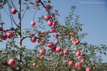 苹果