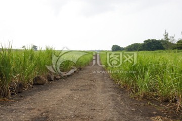 甘蔗地 碴土路 毛里求斯 甘蔗