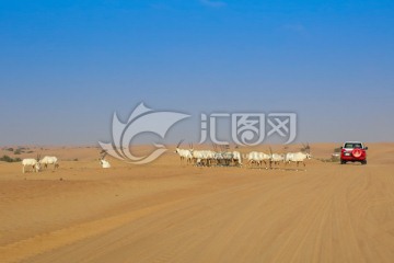 沙漠 阿拉伯羚羊 沙漠城的羊群