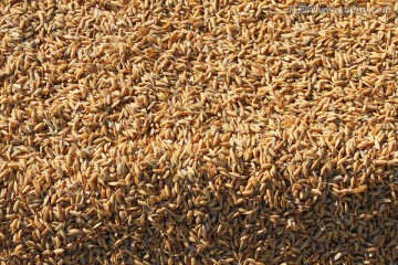水稻 丰收 水稻场院