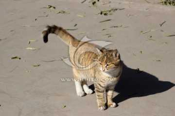 阳光下的猫