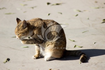 阳光下的猫