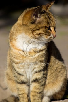 阳光下的猫