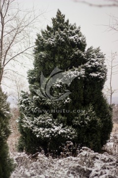 雪后柏树