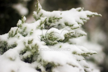 雪压柏枝