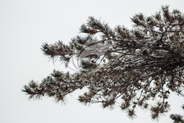 雪压松枝