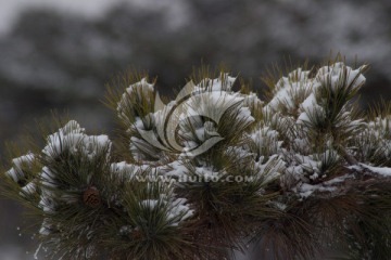 雪压松枝