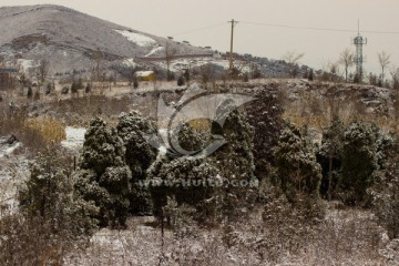 雪后柏树