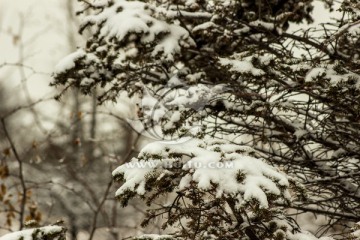 雪压松枝