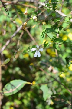 小白花