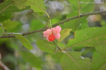 红豆花