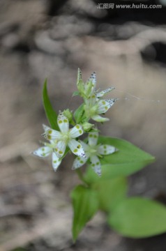 小白花