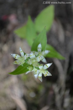 小花