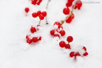 雪中忍冬的红色果实