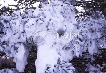 大雪压青松