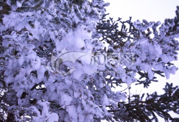 大雪压青松