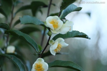 茶树开花