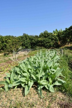 油麦菜 农家菜