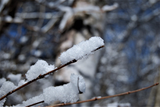 枝头的雪