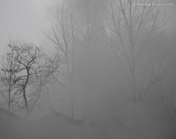 雾中小树林