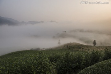雾中茶园