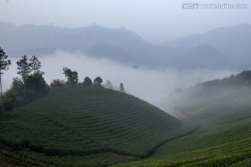 茶园风光