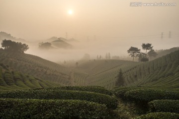 茶山晨韵