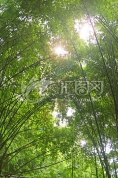 平乐金鸡谷 竹林林海