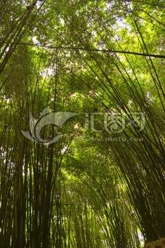 平乐金鸡谷 竹林林海