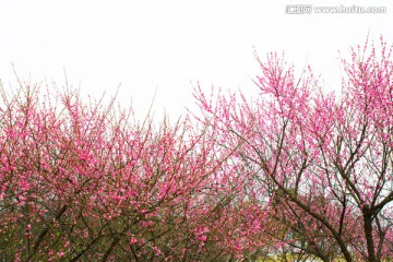 梅花树