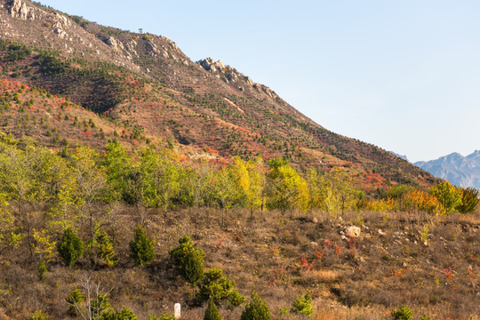 山坡 秋天 山区风景 中国北方