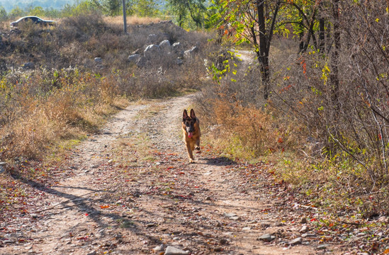 狗大型犬小路上奔跑的德国牧羊犬