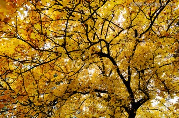 一树金黄一色秋