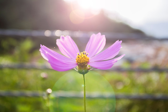 格桑花